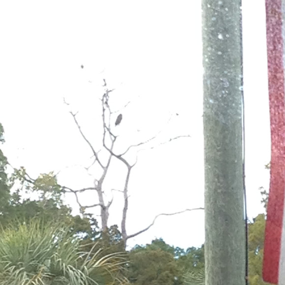 Spotting Image 1