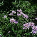 Wild Bergamot