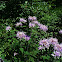 Wild Bergamot