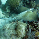 Southern Stingray