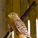 White-eyed Kestrel