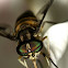 Picture-winged fly