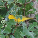 Yellow Warbler