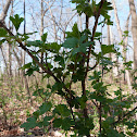 Gooseberry