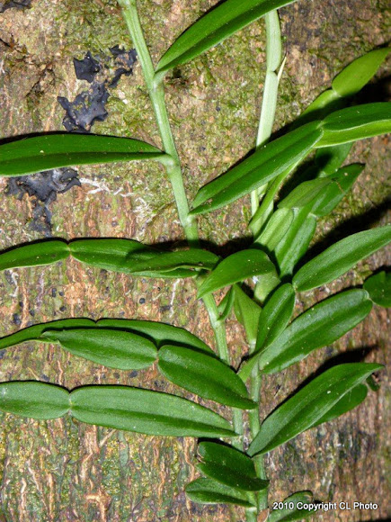 Spotting Image 1