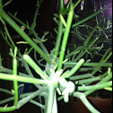 Pencil Bush