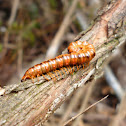 Millipede