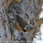 Crested Tit; Herrerillo Capuchino