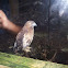 Red tailed hawk