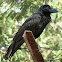 Jungle Crow