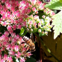 Honey bee