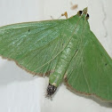 Snout Moth