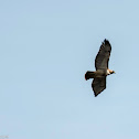 Red-tailed Hawk