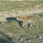 Spotted Hyena