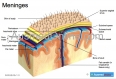 Meninges