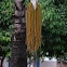 Solitary Fishtail Palm