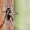 Apoid Wasp