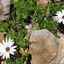 African Daisies