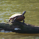 Painted turtle