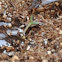 Rose Mint Agastache