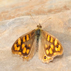 Speckled Wood, Mariposa de los muros