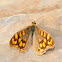 Speckled Wood, Mariposa de los muros
