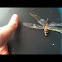 Common Green Darner