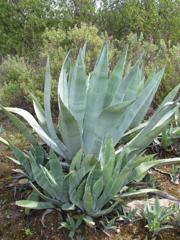 Century plant