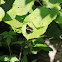 White admiral