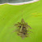 Case Moth