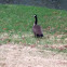 Canadian goose