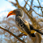 Southern Yellow-billed Hornbill