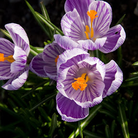 by Kirsten Morse - Nature Up Close Flowers