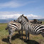 Plains Zebra