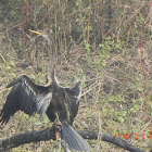 Darter