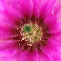 cactus flower