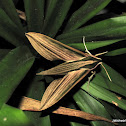 Striped Green Hawkmoth