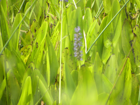 Spotting Image 1