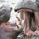 Hippopotamus