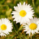 European Daisy