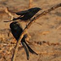 Black Drongo
