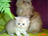 Gatitos Persas Bellisimos En Santa Fe