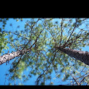 Longleaf pine