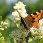 Small tortoiseshell
