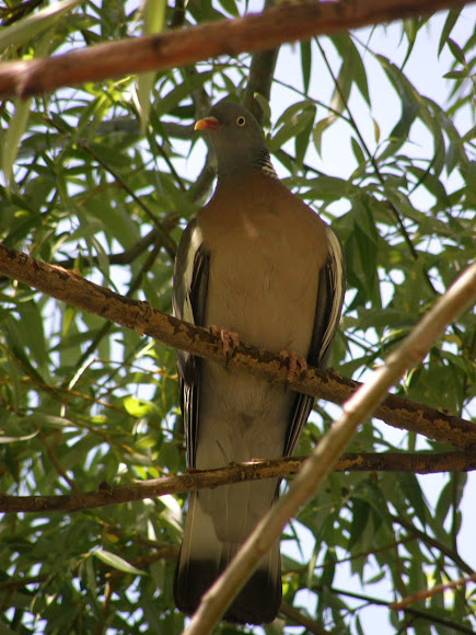 Spotting Image 1