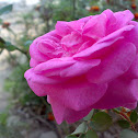 Pink Rose ( गुलाब )