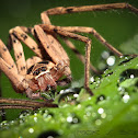 Huntsman spider (male)