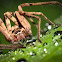 Huntsman spider (male)