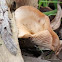 Clitocybe clitocyboides