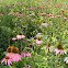 Echinacea